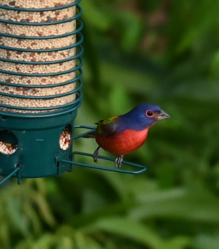 Painted Bunting - ML642860209