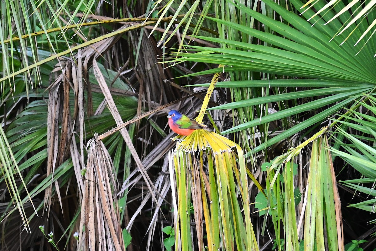 Painted Bunting - ML642860211
