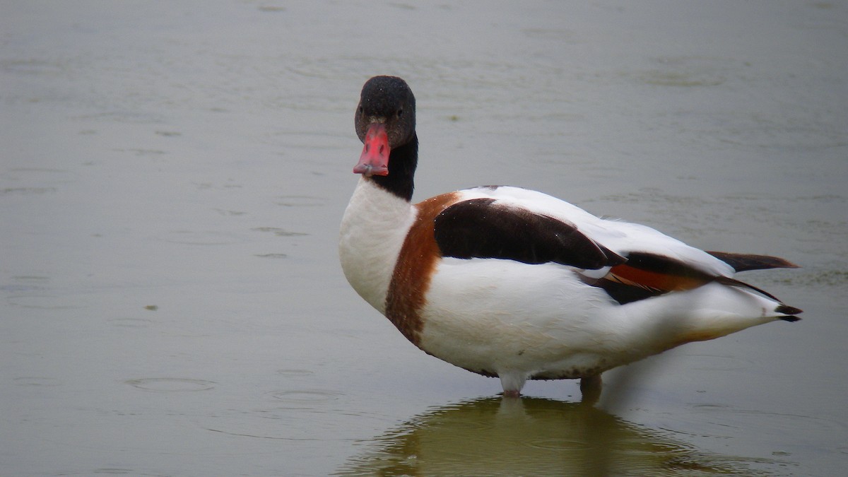 Common Shelduck - ML642860212