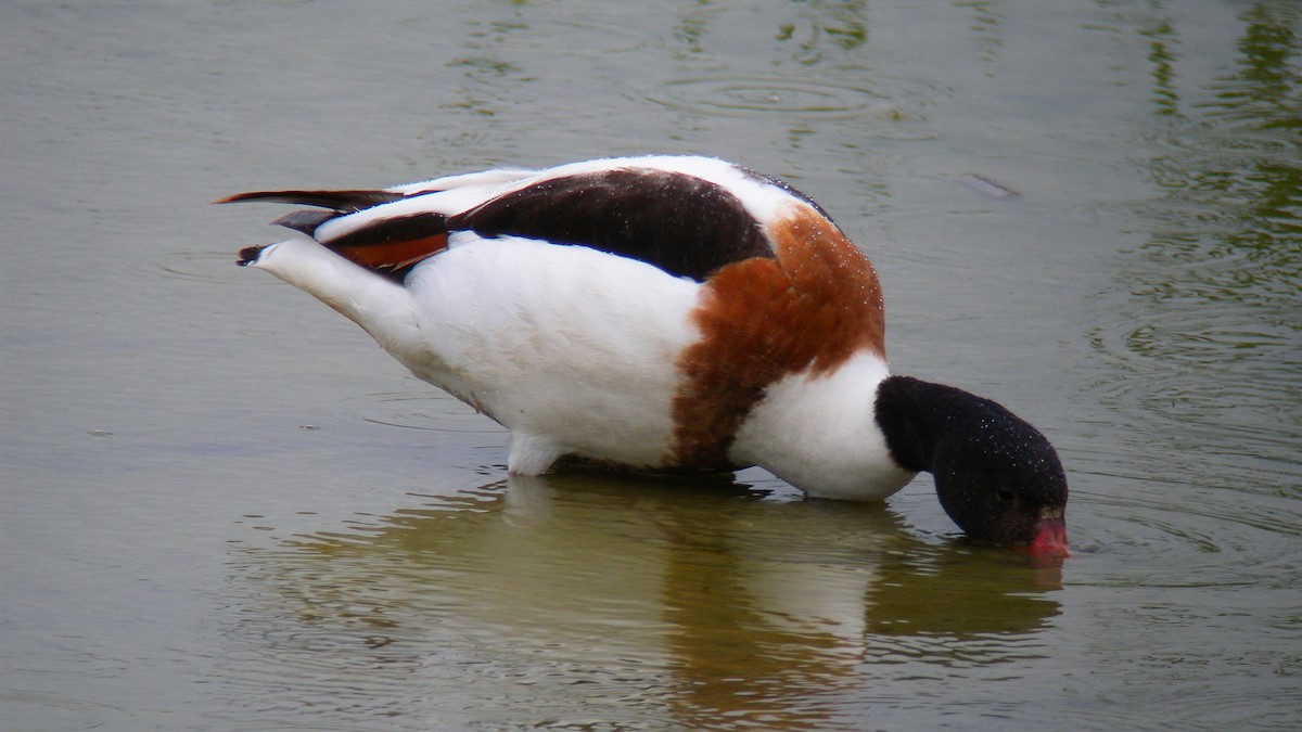 Common Shelduck - ML642860213