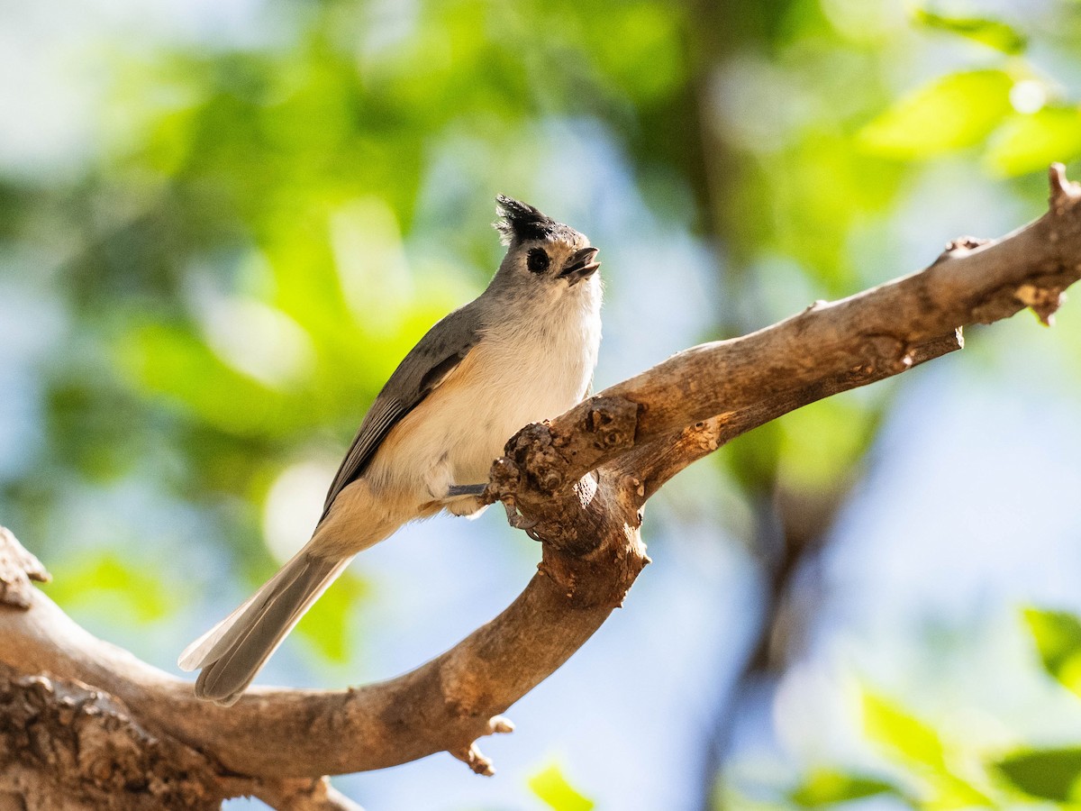 Black-crested Titmouse - ML642860215