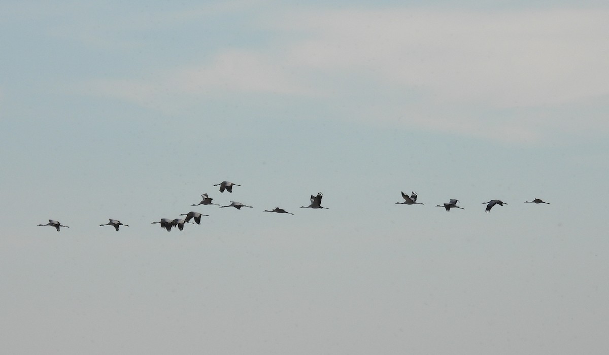 Common Crane - ML642860224