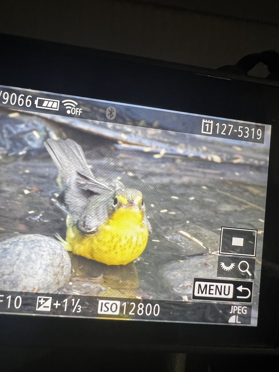 Canada Warbler - ML642860262