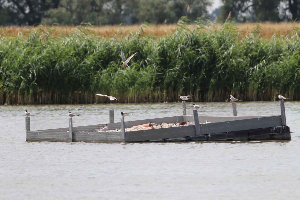 Эгэл хараалай - ML642860270