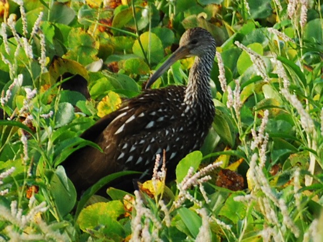 Limpkin - ML642860291