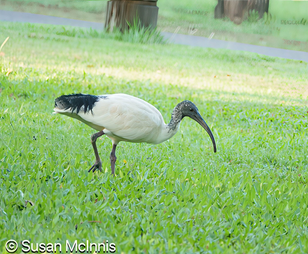 Australian Ibis - ML642860298