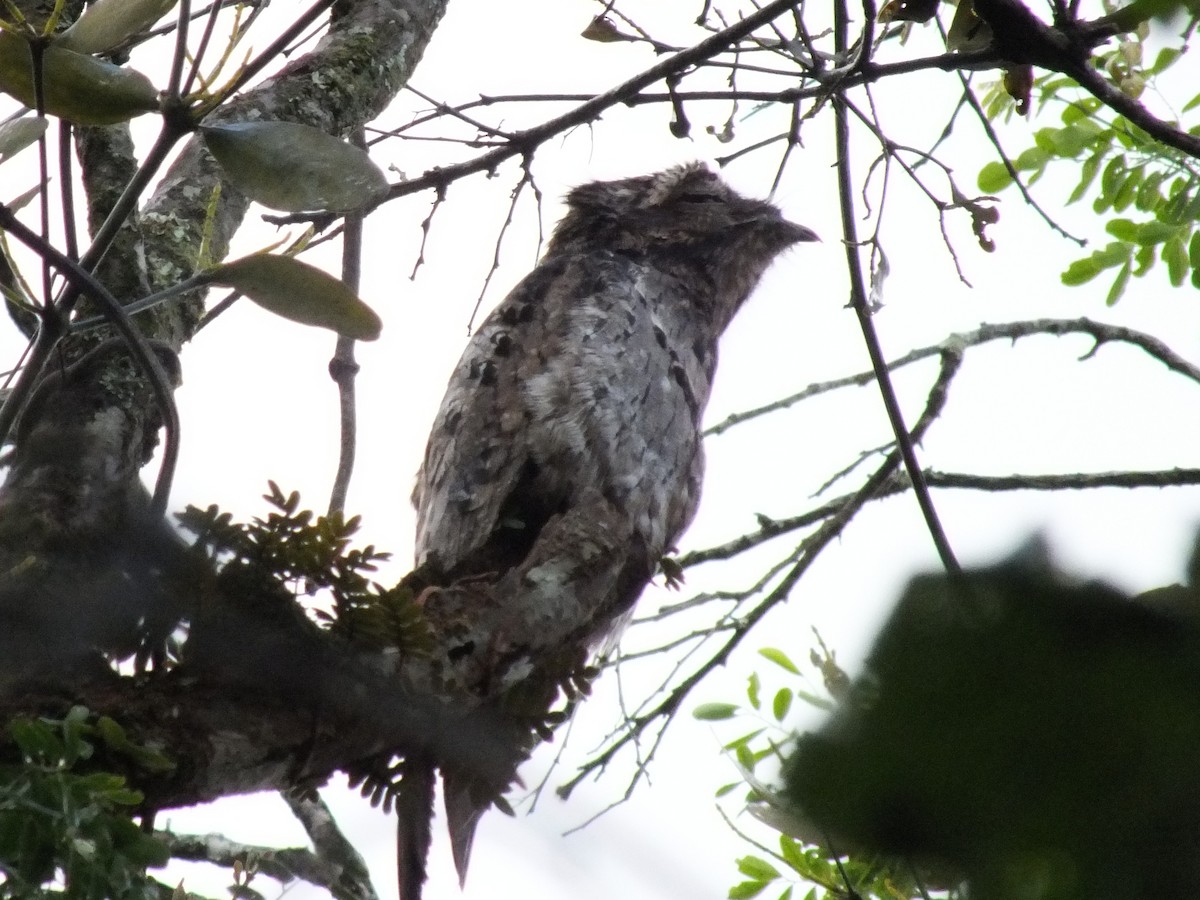 Common Potoo - ML642860300