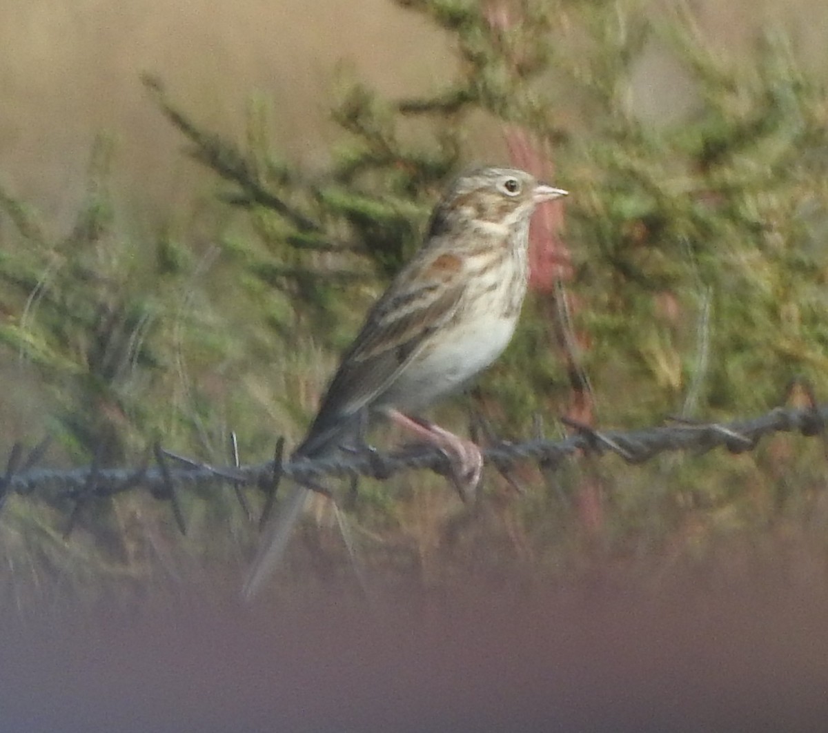 Vesper Sparrow - ML642860311
