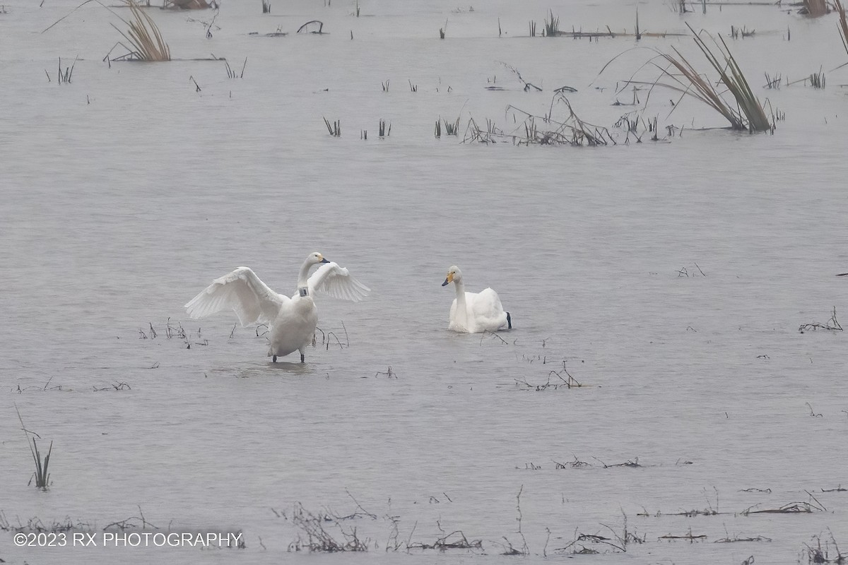 Whooper Swan - ML642860315