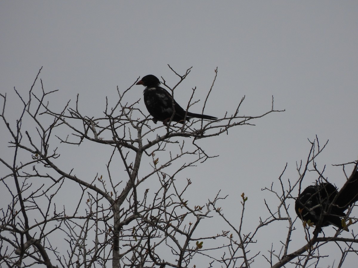 Red-billed Buffalo-Weaver - ML642860317