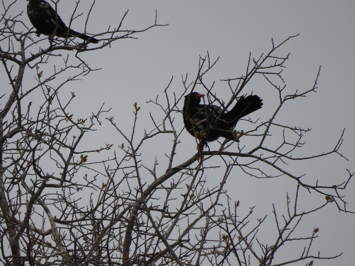Red-billed Buffalo-Weaver - ML642860318