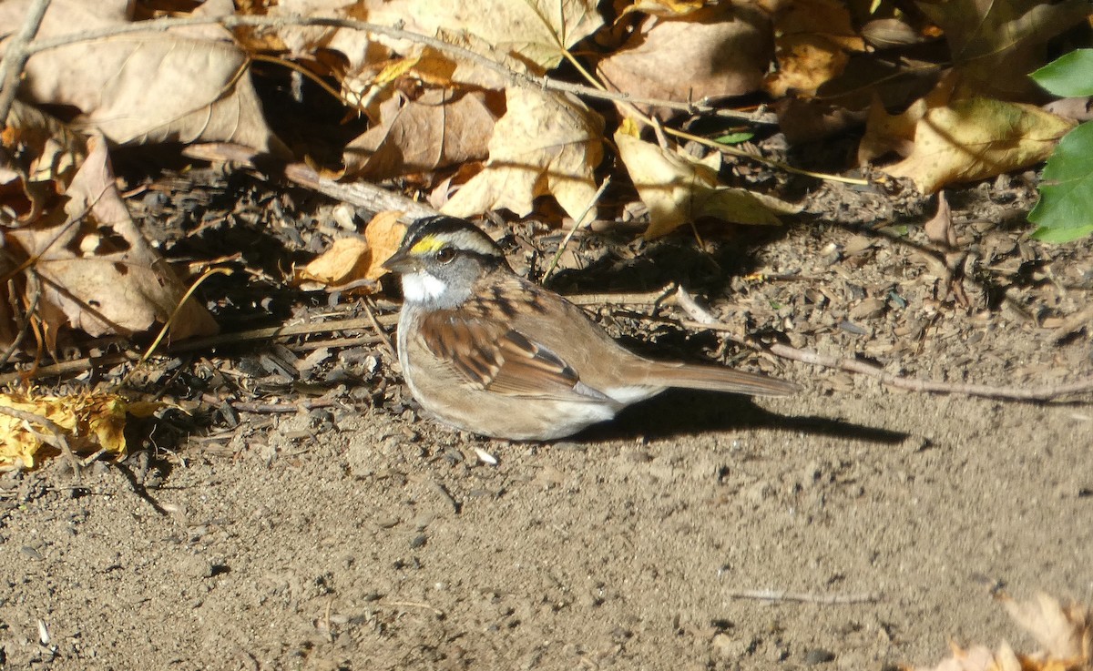 White-throated Sparrow - ML642860319
