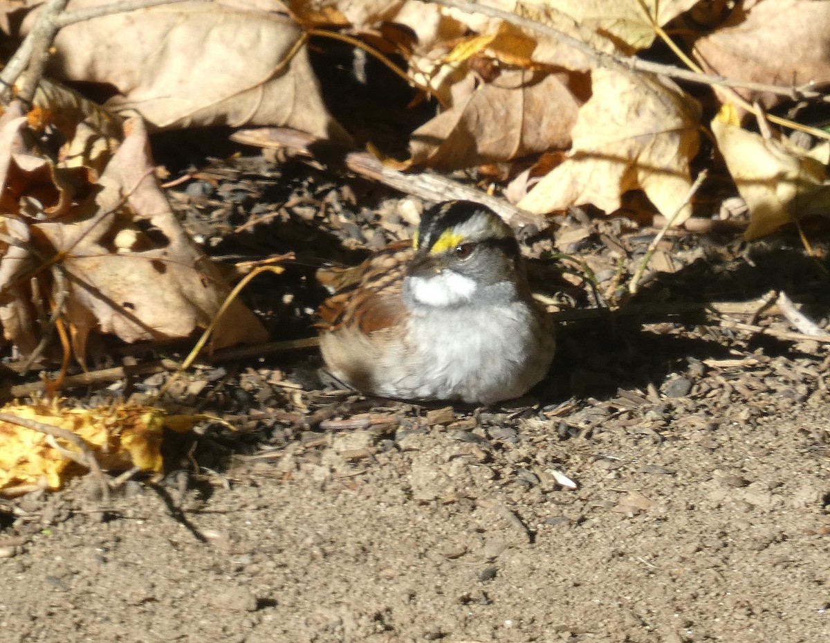 White-throated Sparrow - ML642860320