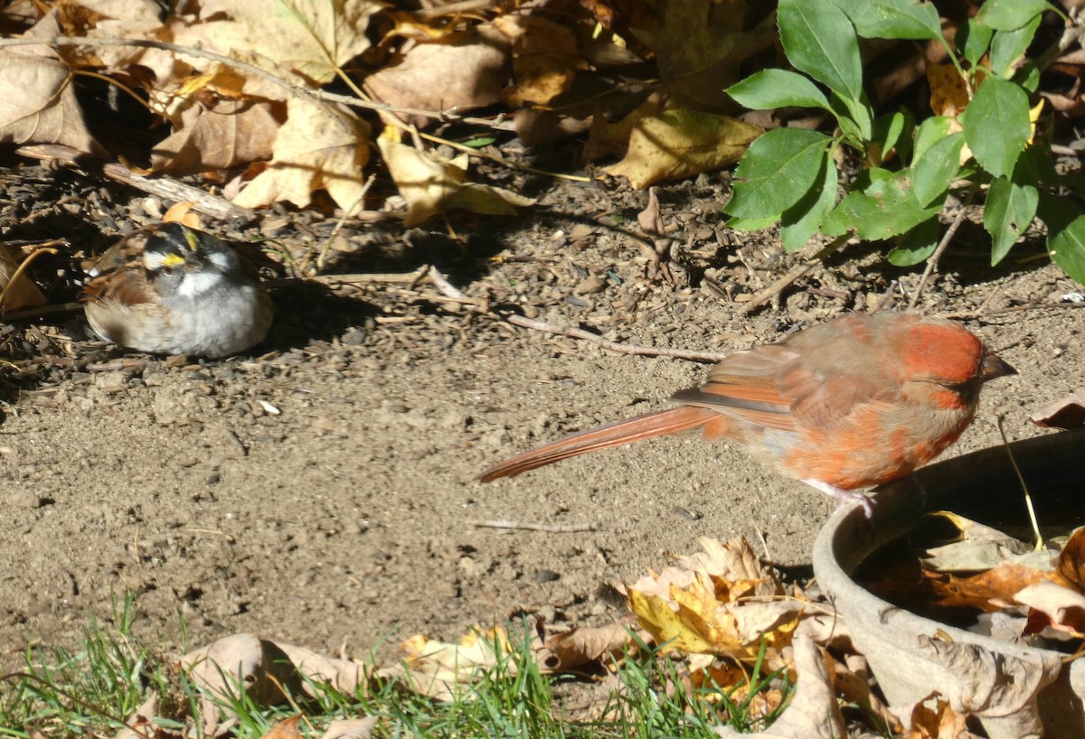 White-throated Sparrow - ML642860322