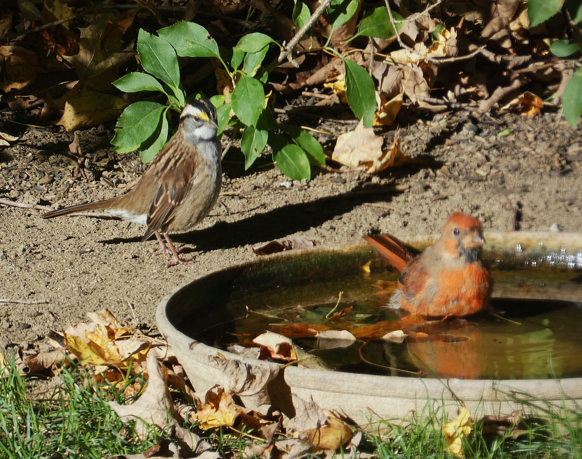 White-throated Sparrow - ML642860323