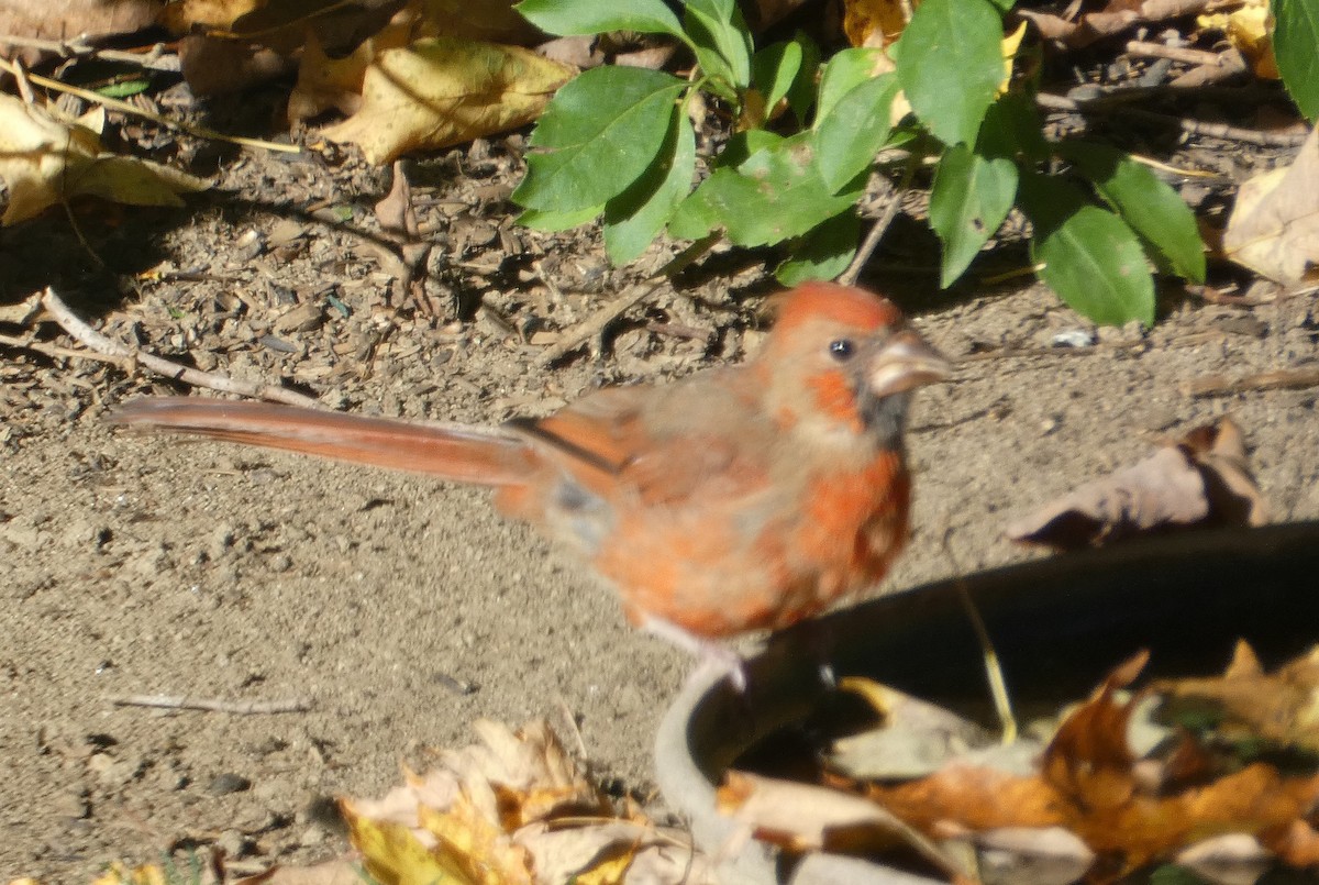 Northern Cardinal - ML642860358