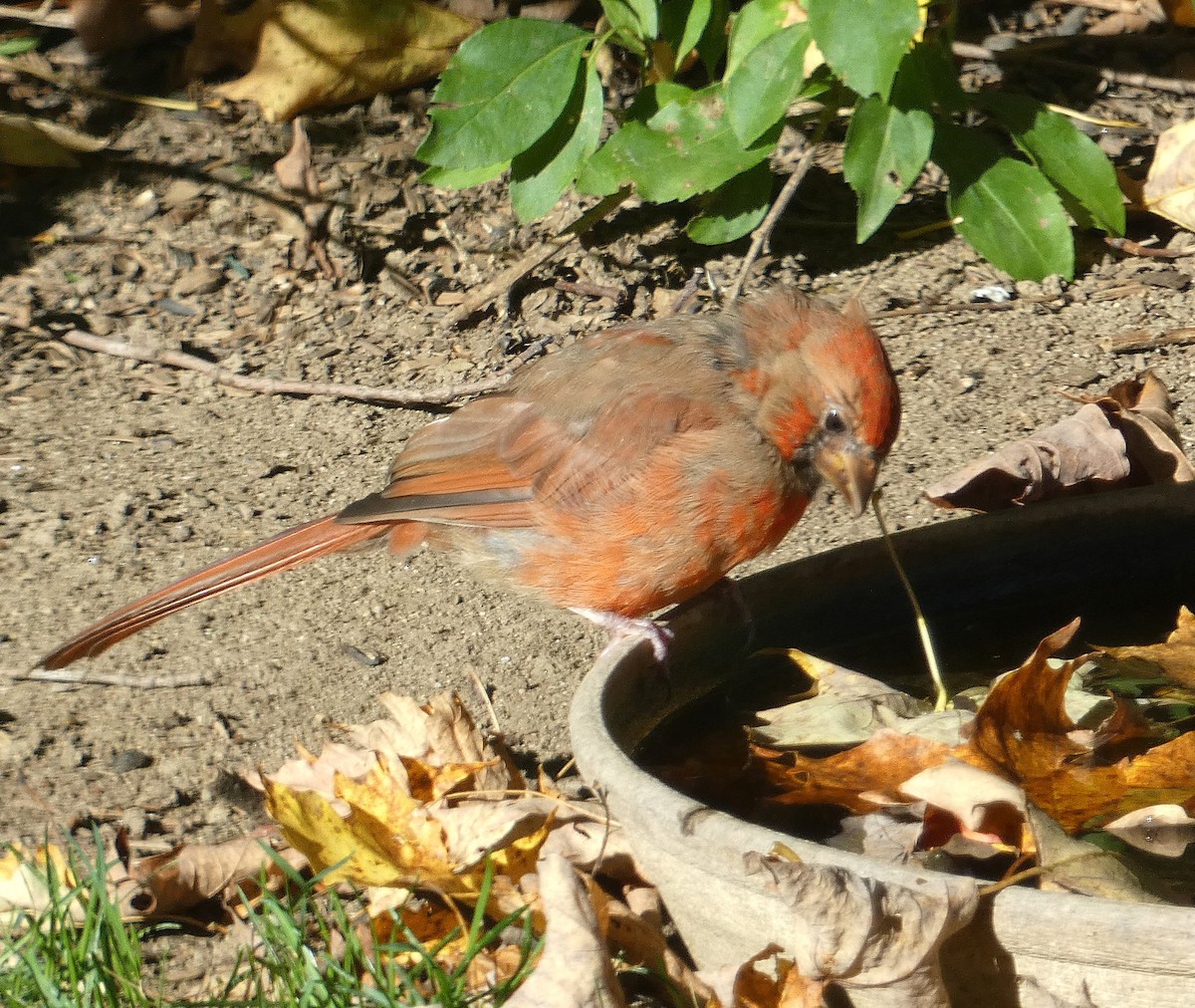 Northern Cardinal - ML642860359