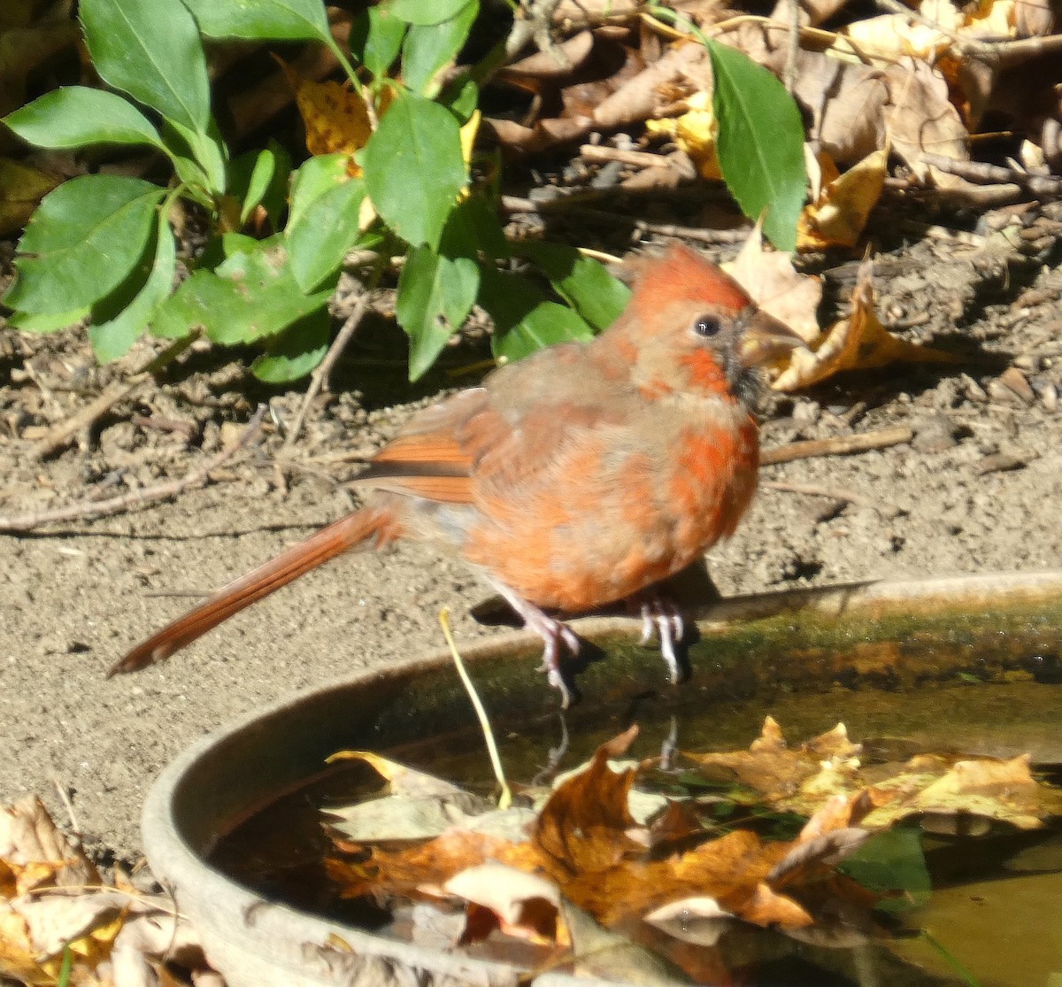Northern Cardinal - ML642860360