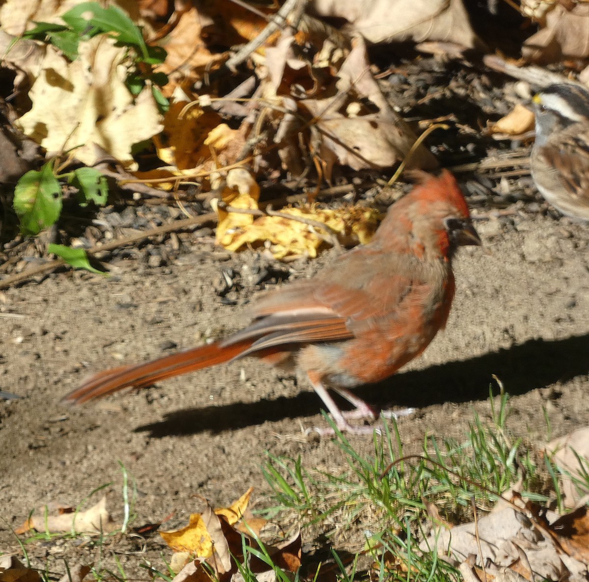 Northern Cardinal - ML642860361
