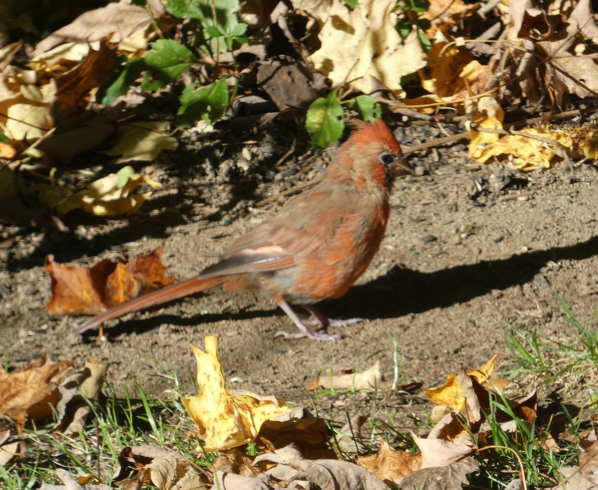 Northern Cardinal - ML642860362