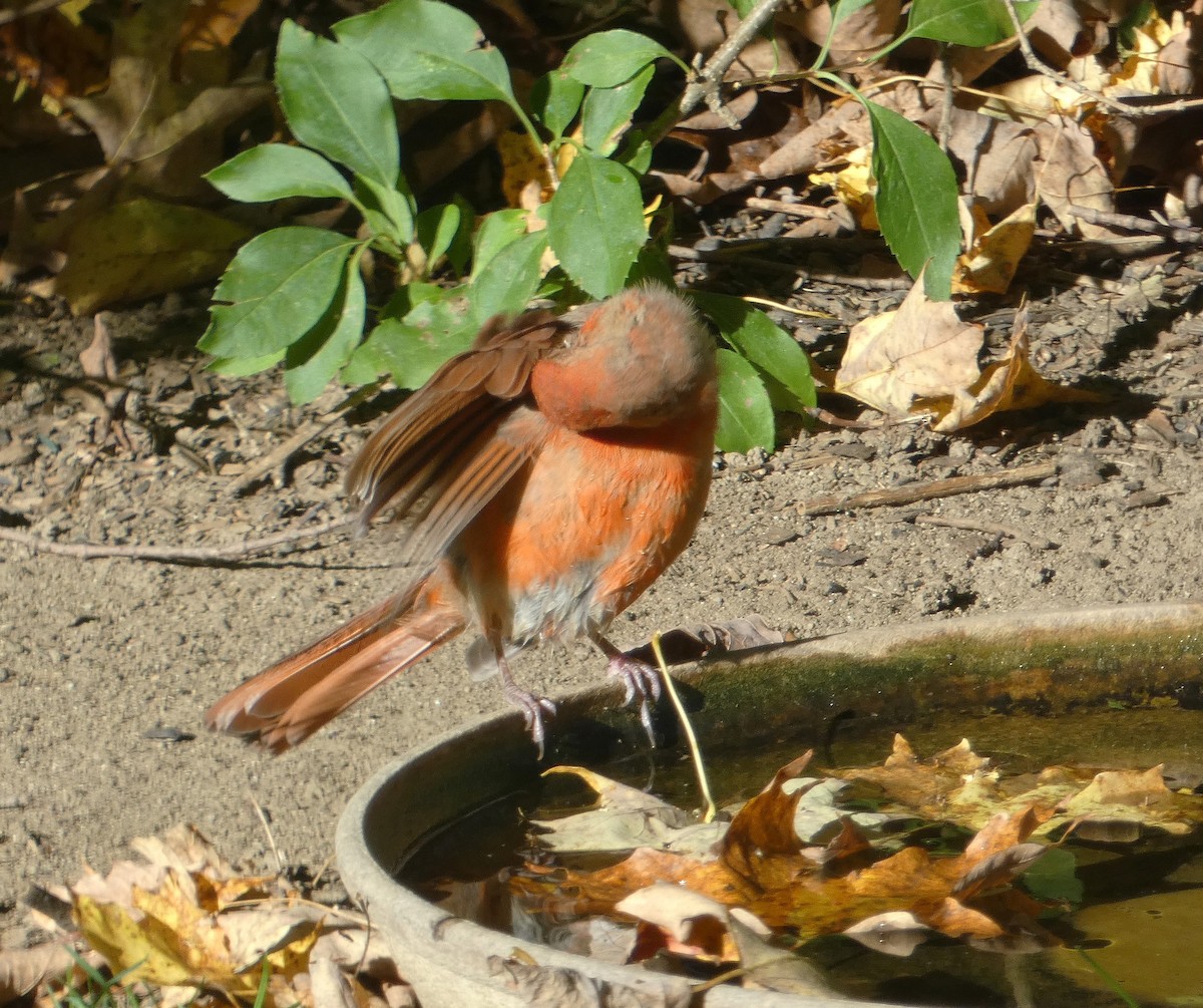 Northern Cardinal - ML642860363