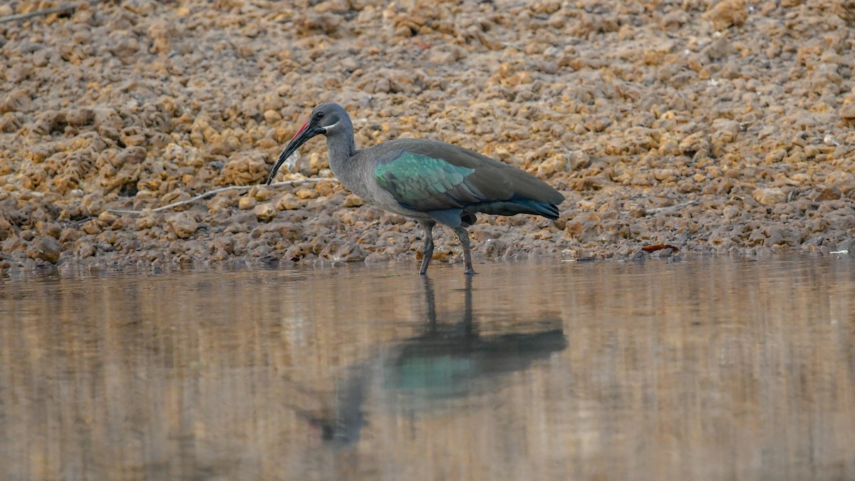 Ibis hagedash - ML642860367