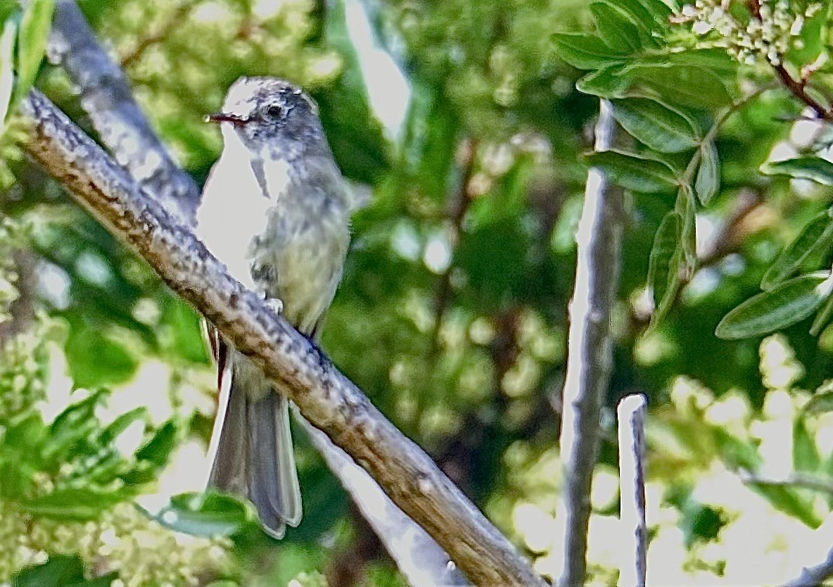 Buschland-Schnäppertyrann - ML642860368