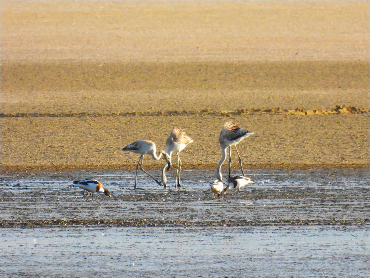 Greater Flamingo - ML642860371