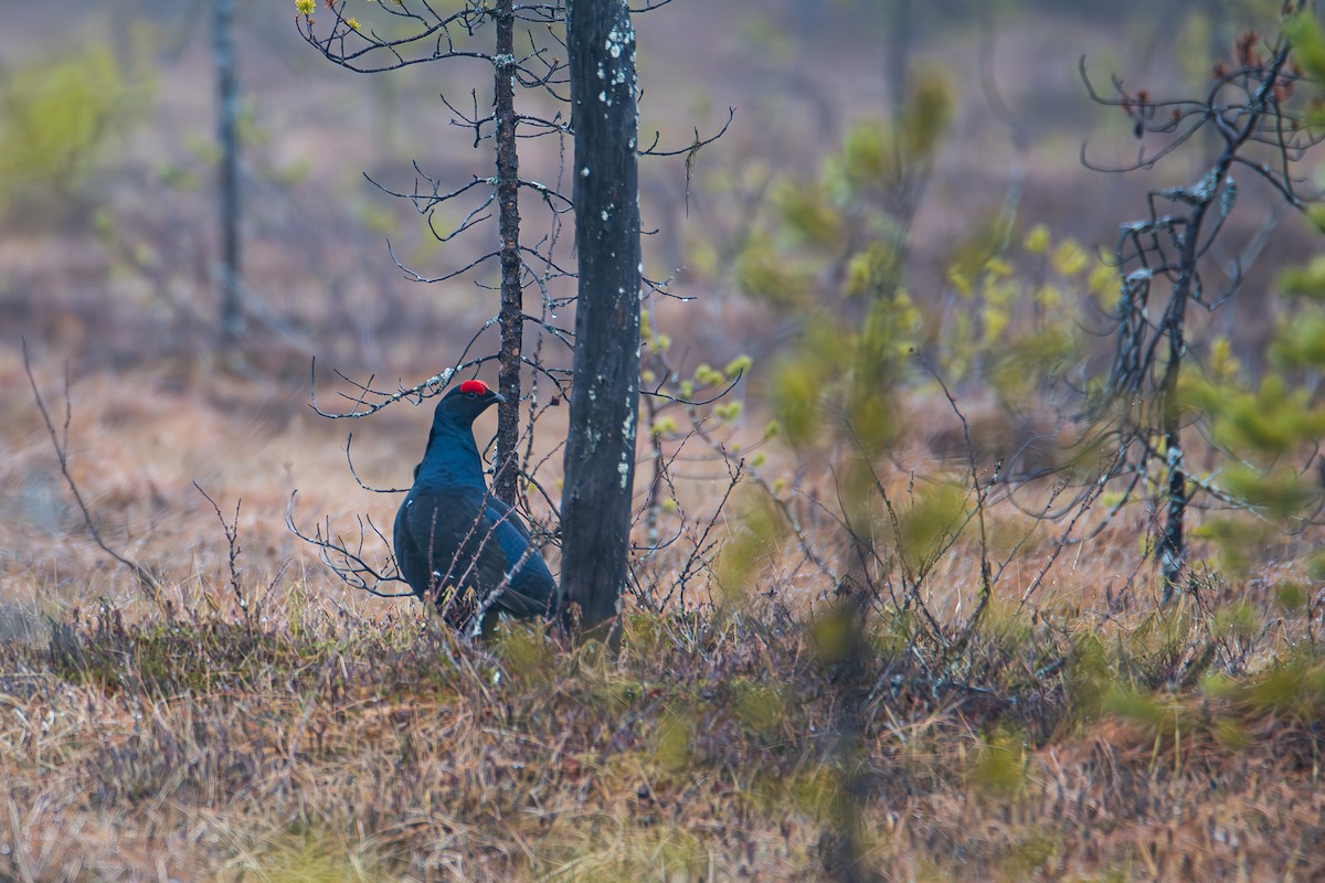 Black Grouse - ML642860395