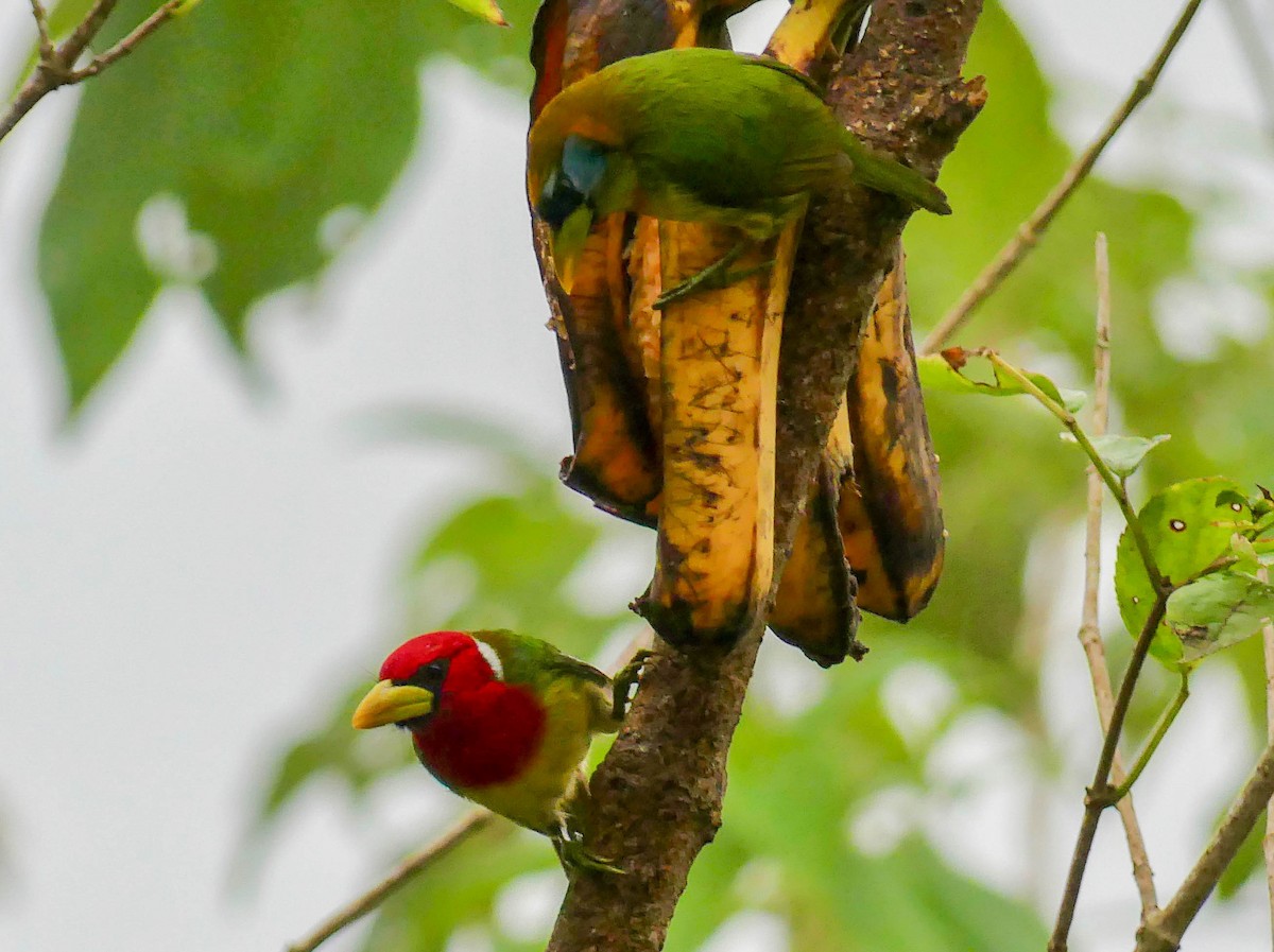 Red-headed Barbet - ML642860404