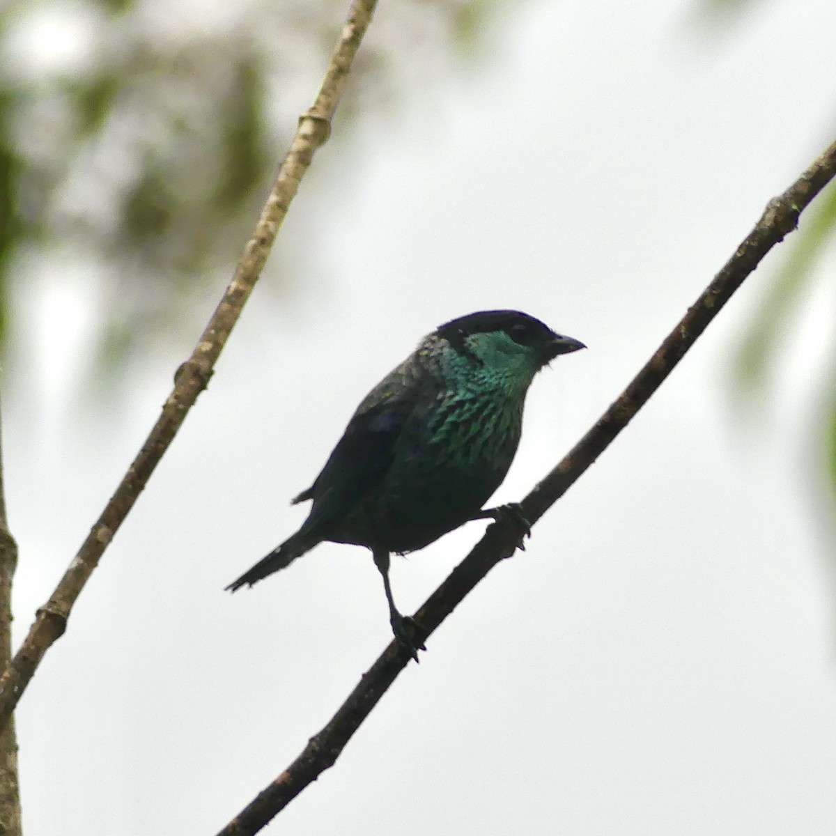 Black-capped Tanager - ML642860408