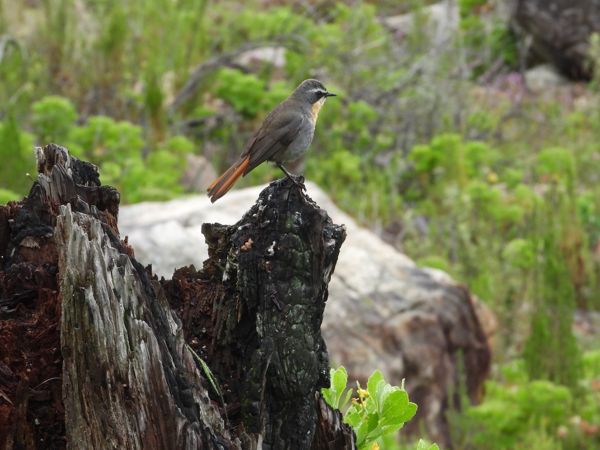 Cape Robin-Chat - ML642860413