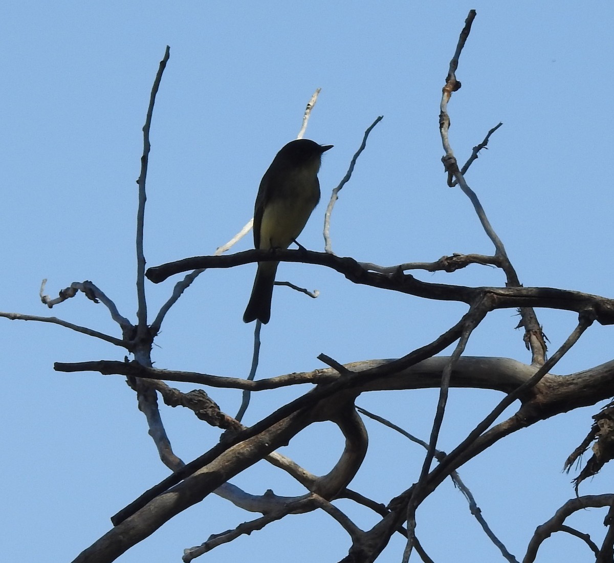 new world flycatcher sp. - ML642860417