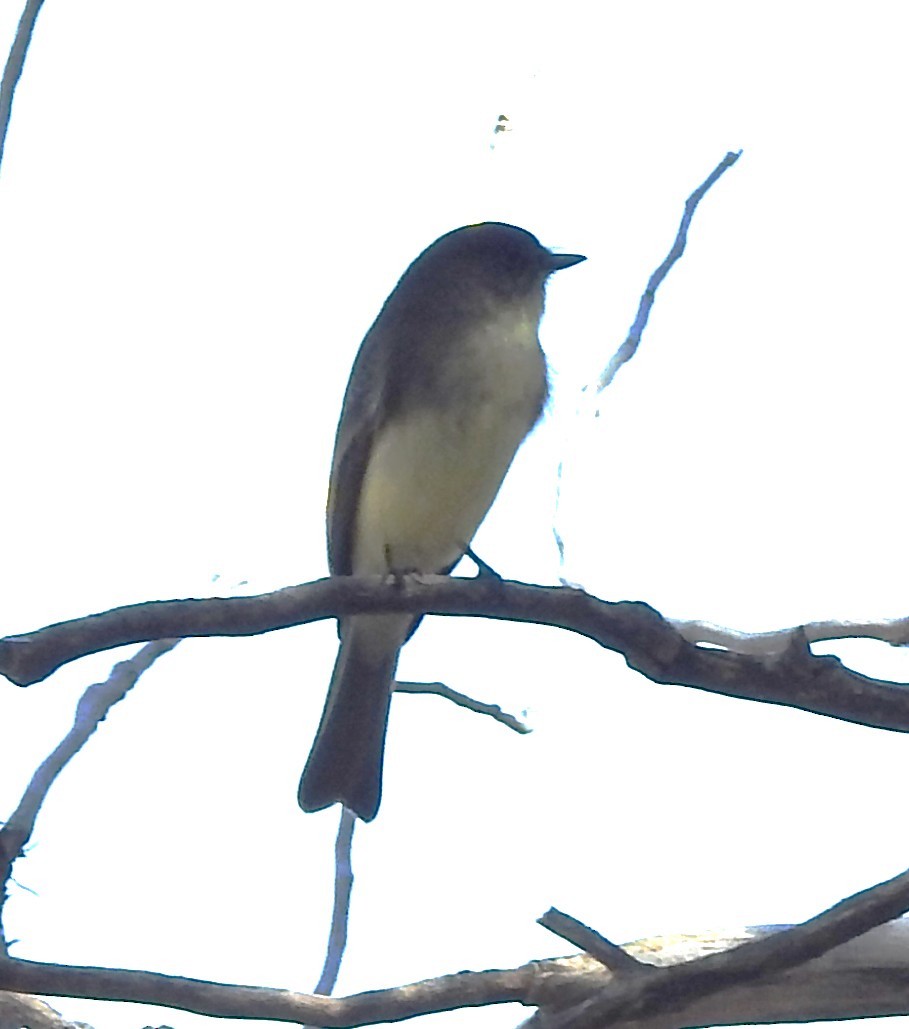 new world flycatcher sp. - ML642860418
