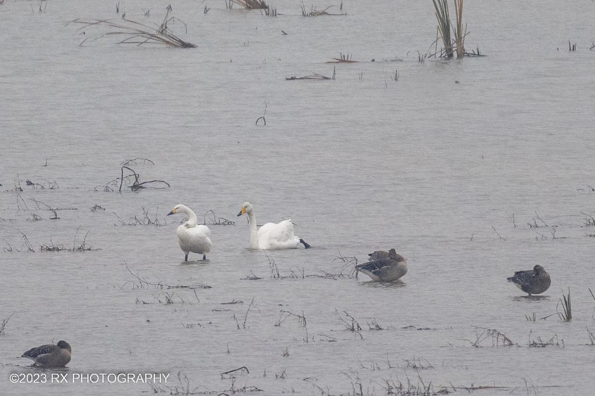 Whooper Swan - ML642860423