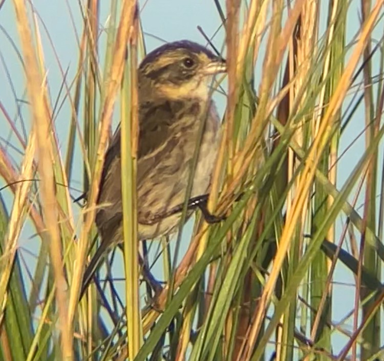 Seaside Sparrow - ML642860425