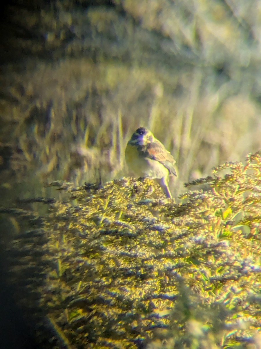 Dickcissel - ML642860430