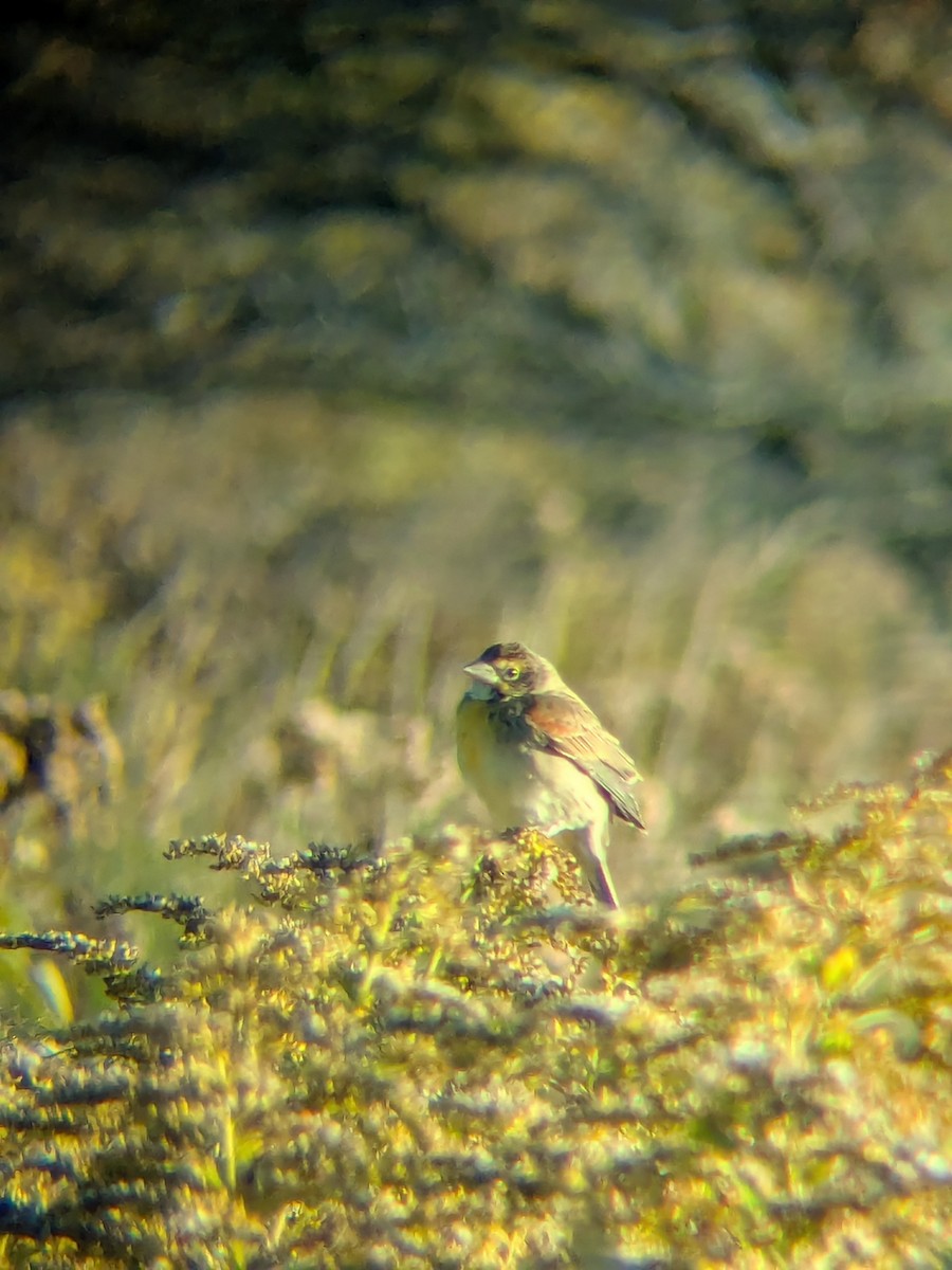 Dickcissel - ML642860431