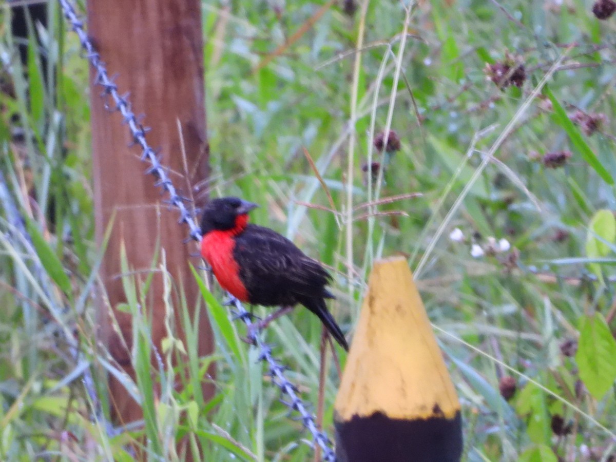 Red-breasted Meadowlark - ML642860455