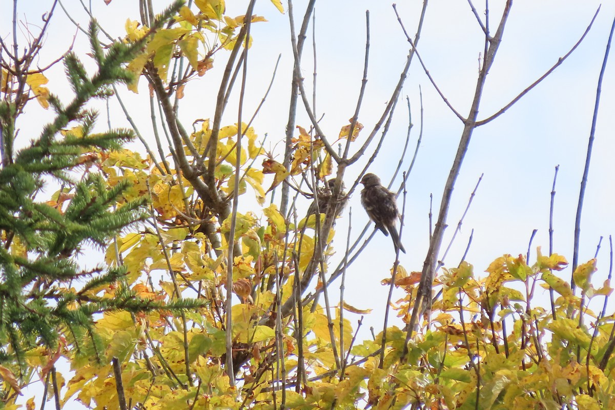 Redpoll - ML642860456