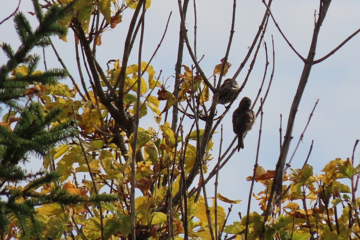 Redpoll - ML642860459