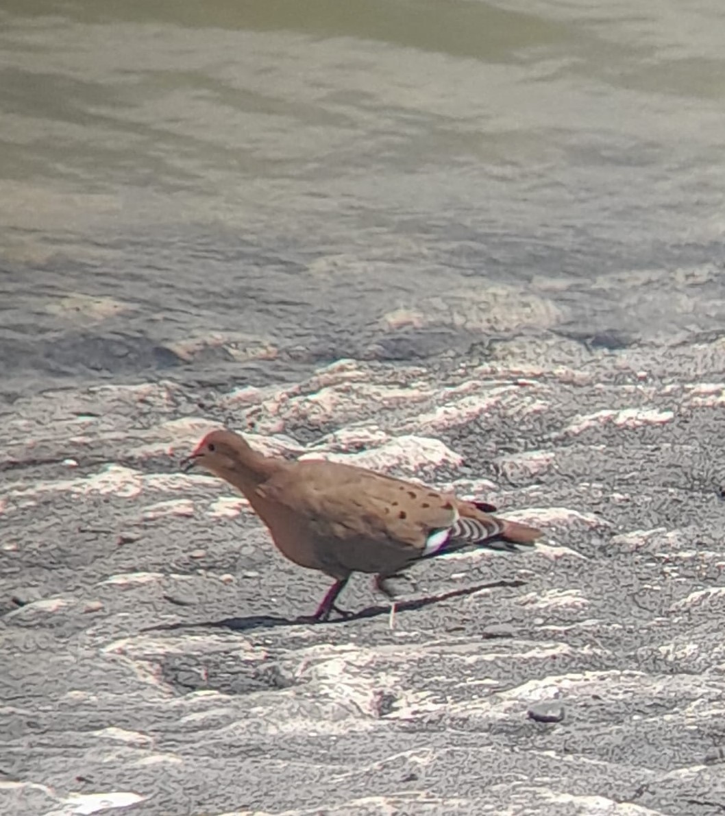 Zenaida Dove - ML642860471