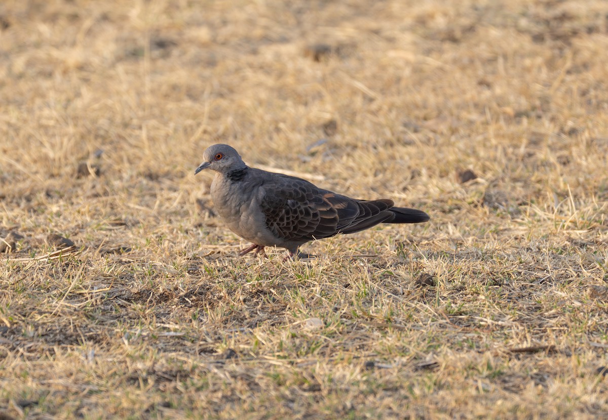 Dusky Turtle-Dove - ML642860480