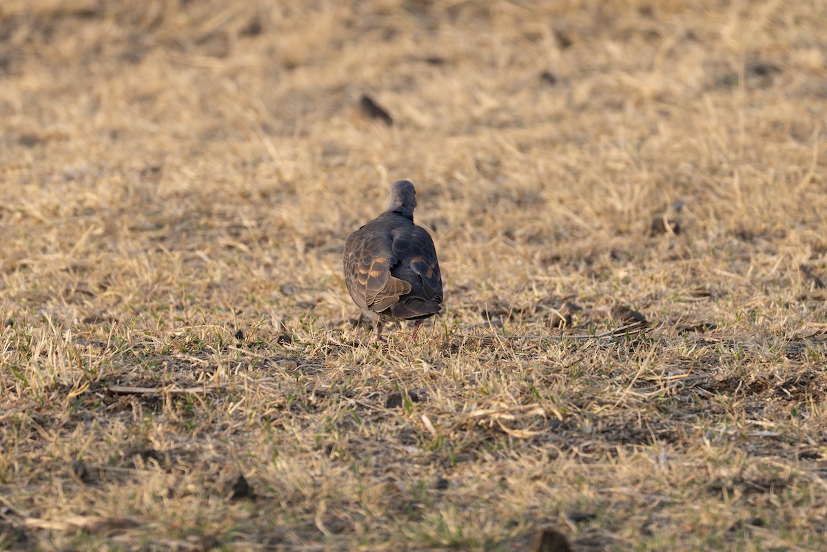 Dusky Turtle-Dove - ML642860481