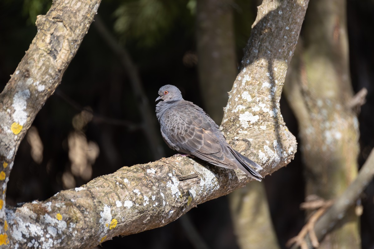 Dusky Turtle-Dove - ML642860482