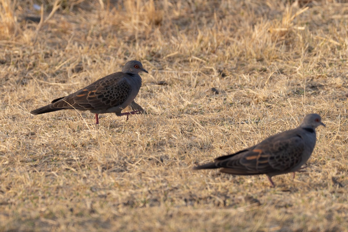 Dusky Turtle-Dove - ML642860484