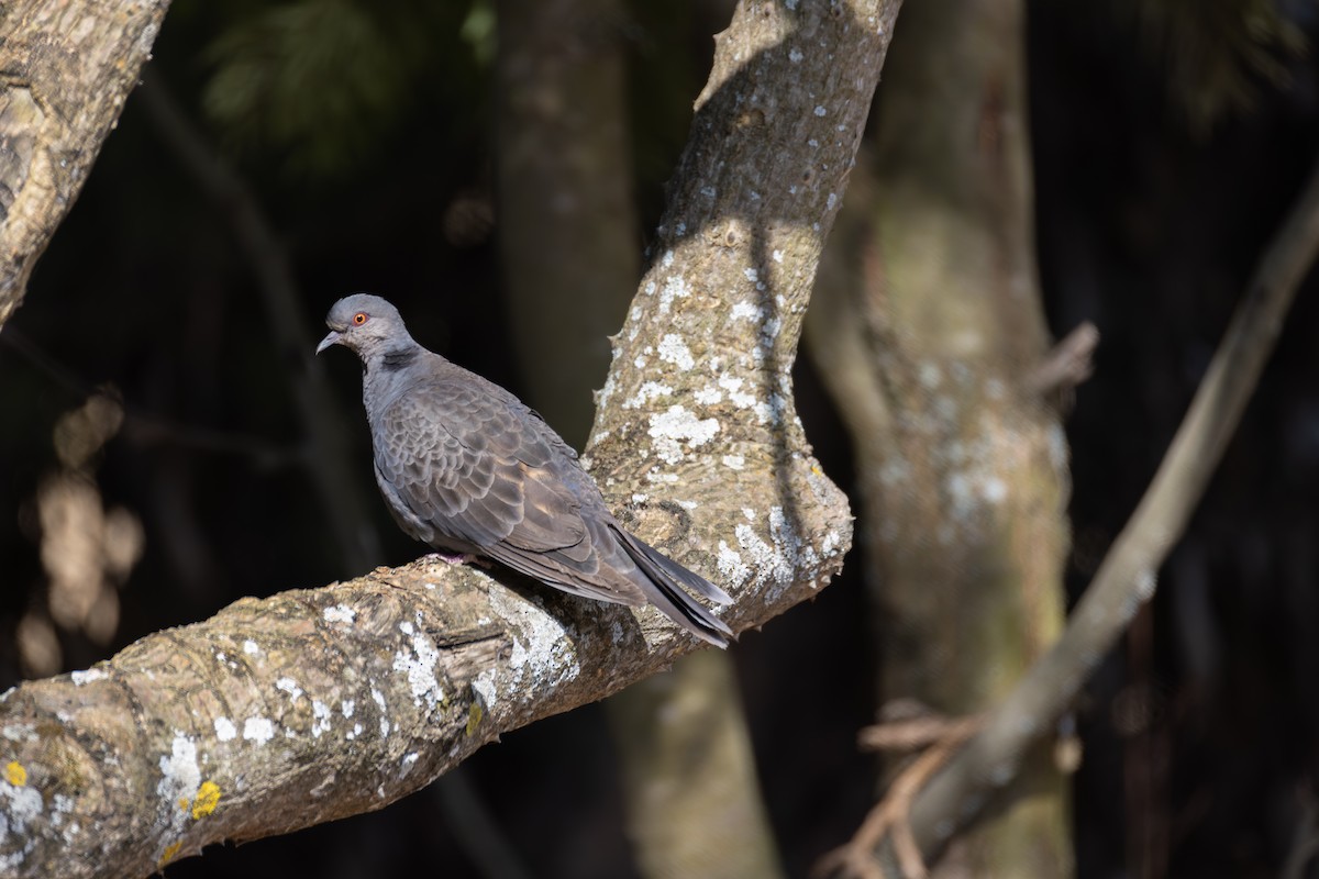 Dusky Turtle-Dove - ML642860485