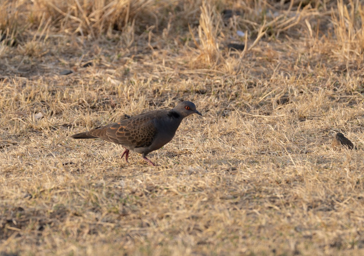 Dusky Turtle-Dove - ML642860486