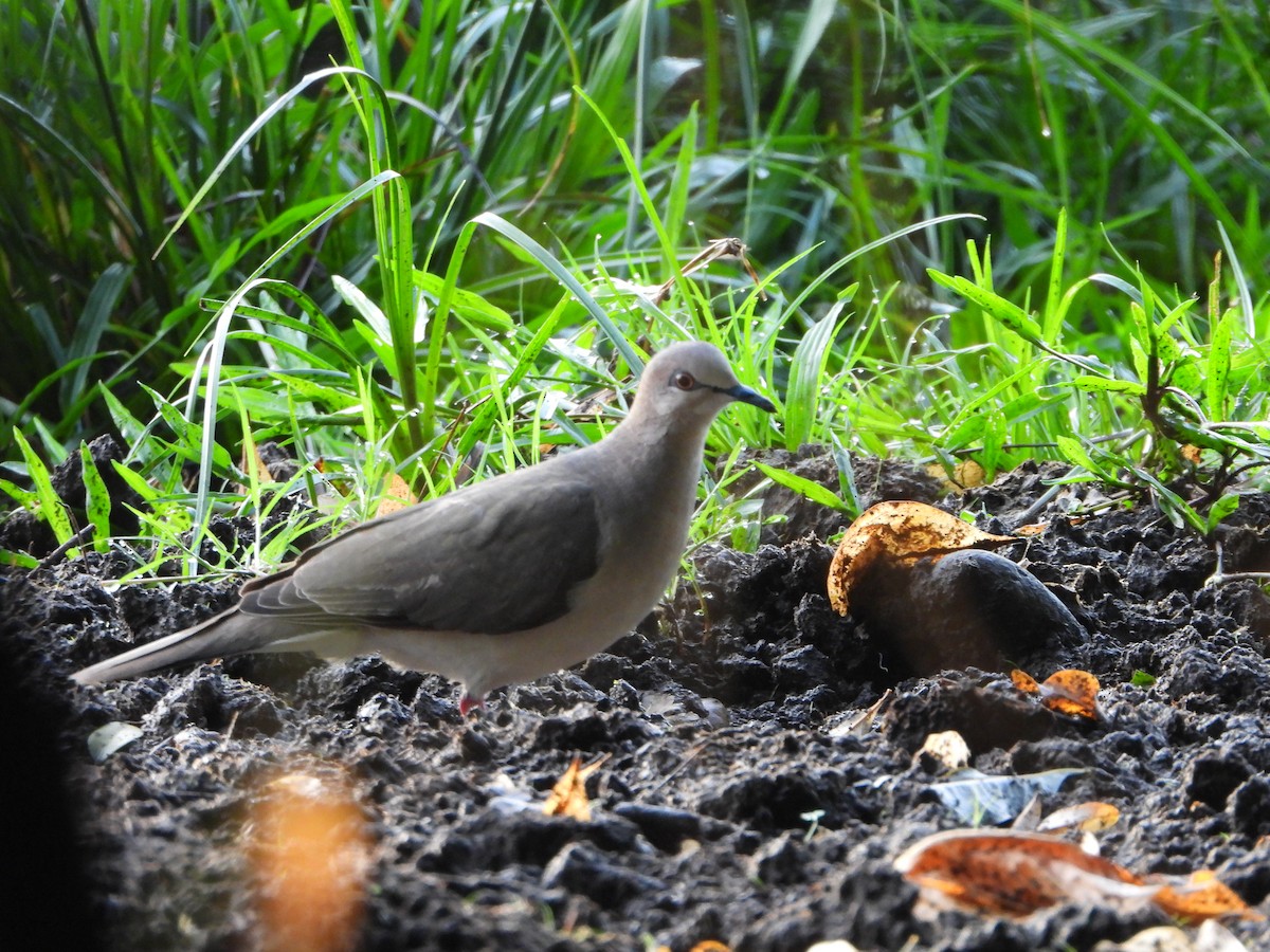 White-tipped Dove - ML642860506