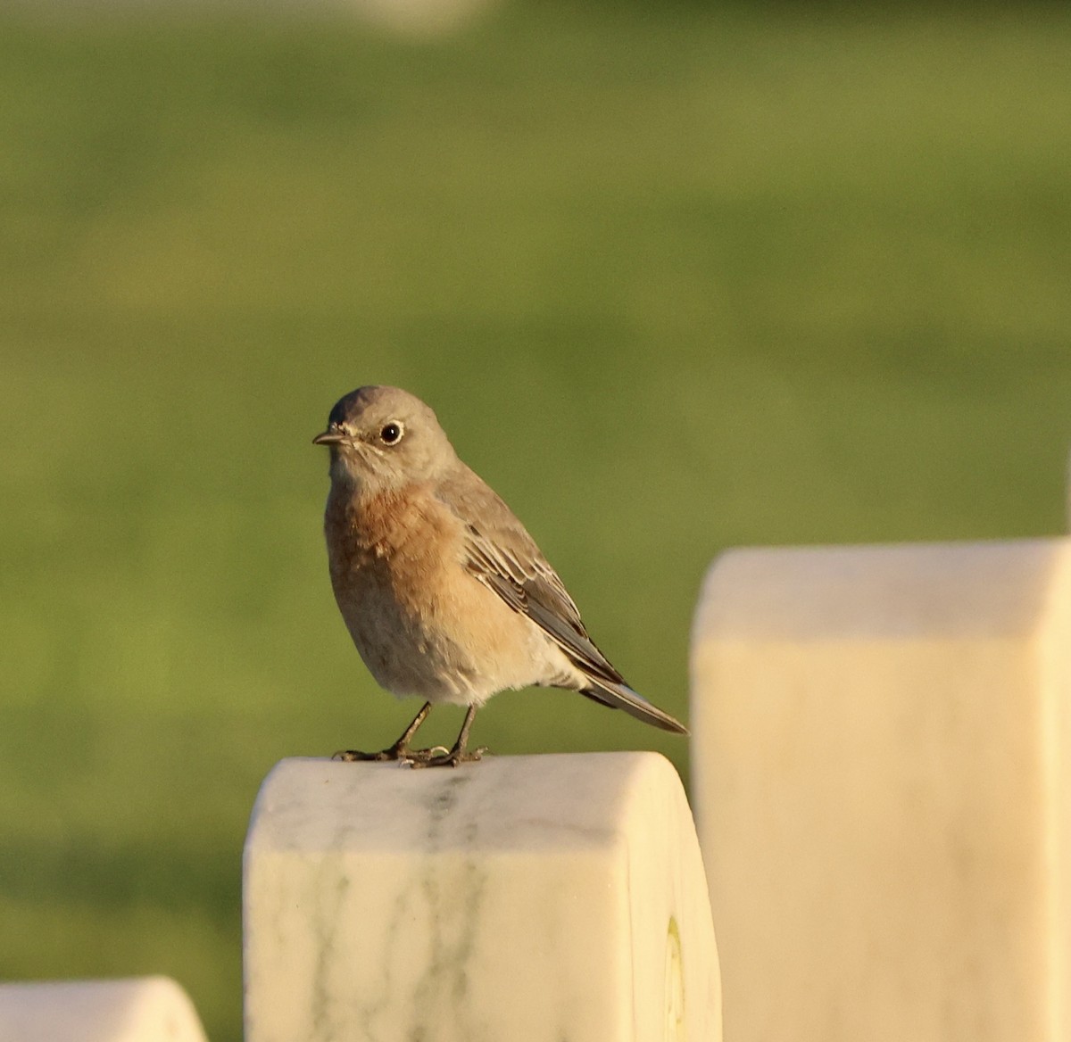 Western Bluebird - ML642860507